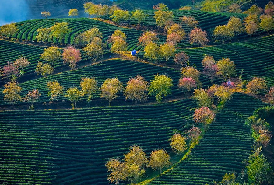Conquer O Quy Ho Pass and See Fansipan From the Sky