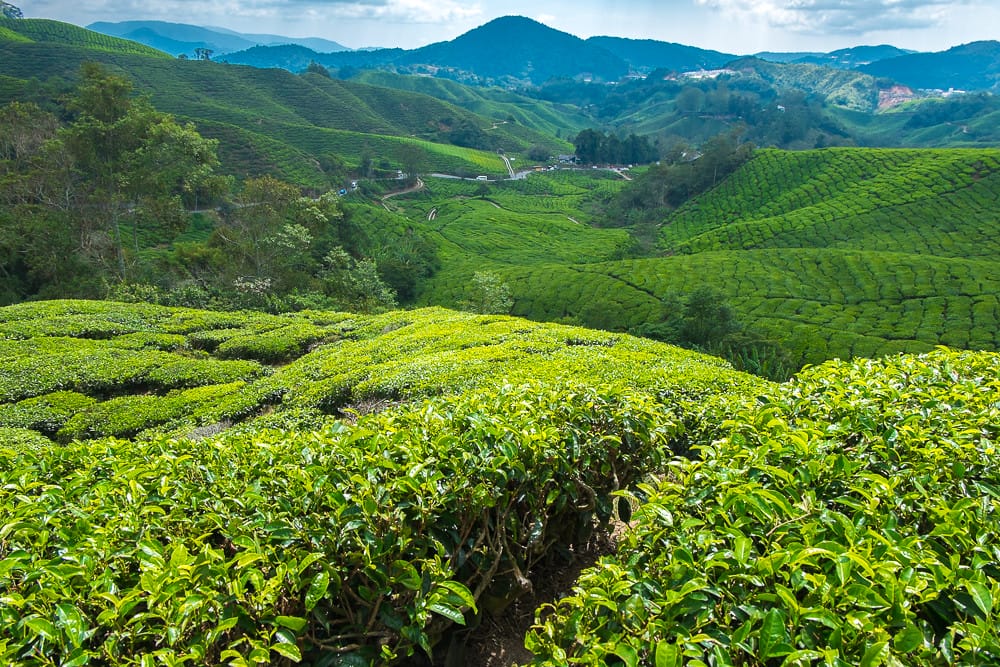 The Smoke House Experience – A Tudor Dream in Cameron Highlands