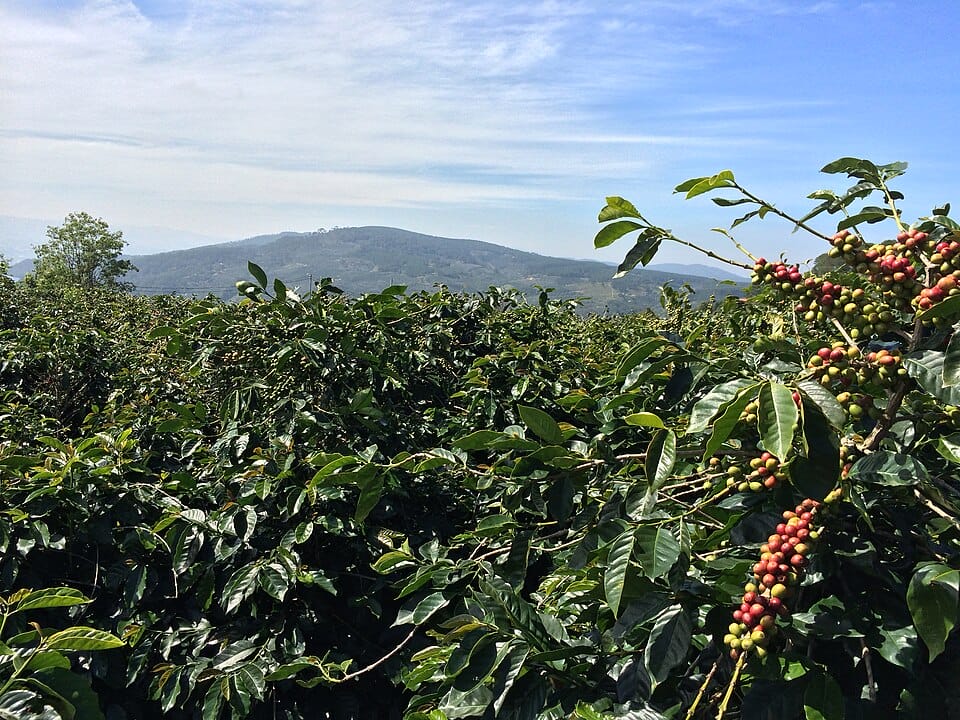 The Coffee Museum in Siem Reap That Explains Every Bean – A Smart Traveler’s Route to Golden Mountain Coffee